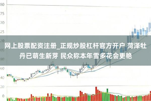 网上股票配资注册_正规炒股杠杆官方开户 菏泽牡丹已萌生新芽 民众称本年雪多花会更艳